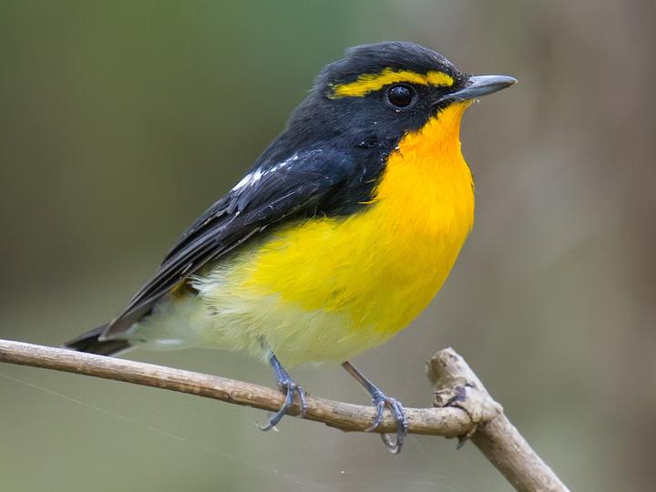Narcissus Flycatcher