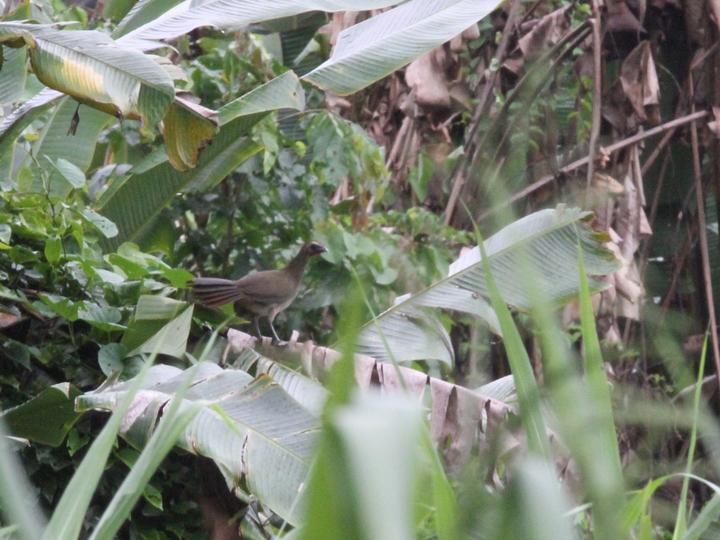 Buff-browed Chachalaca