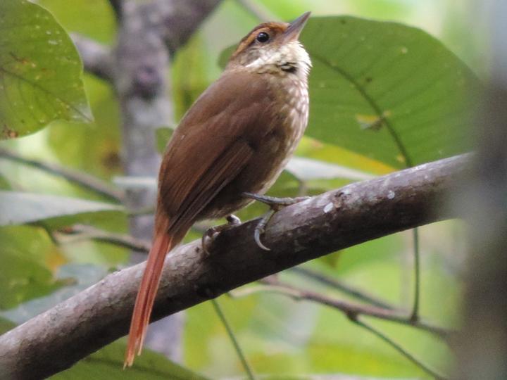 Buff-browed Foliage-gleaner