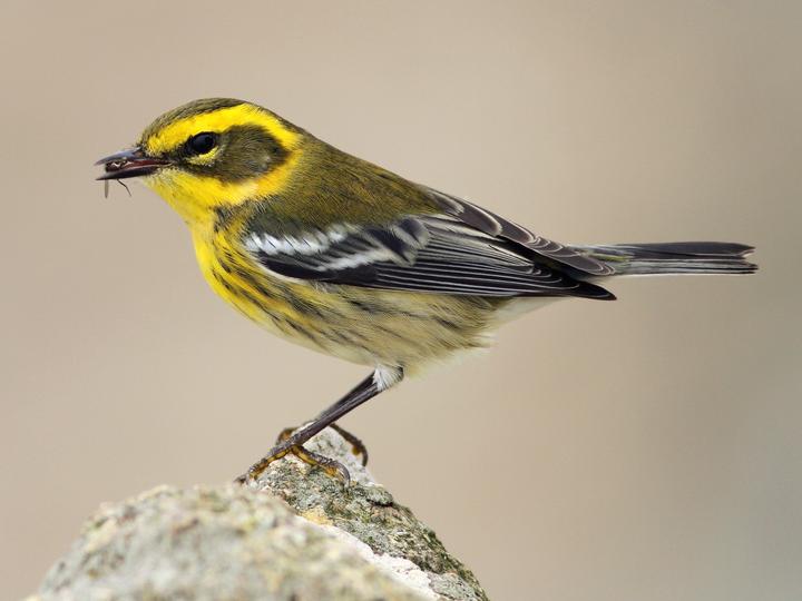 Townsend's Warbler