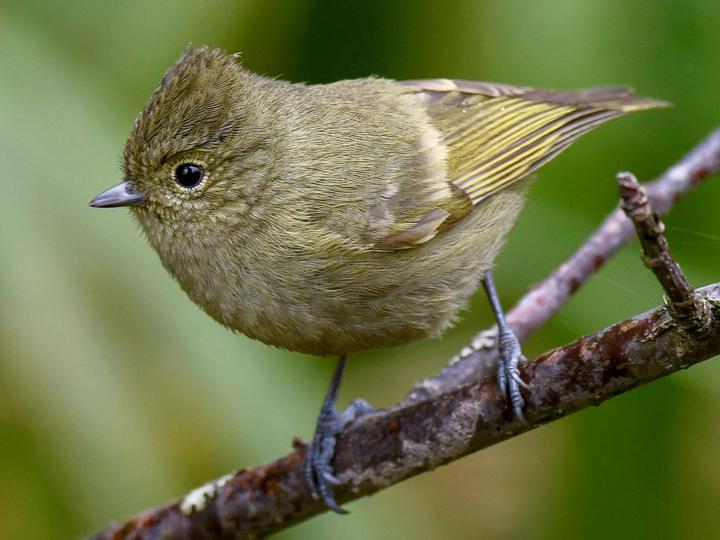 Yellow-browed Tit