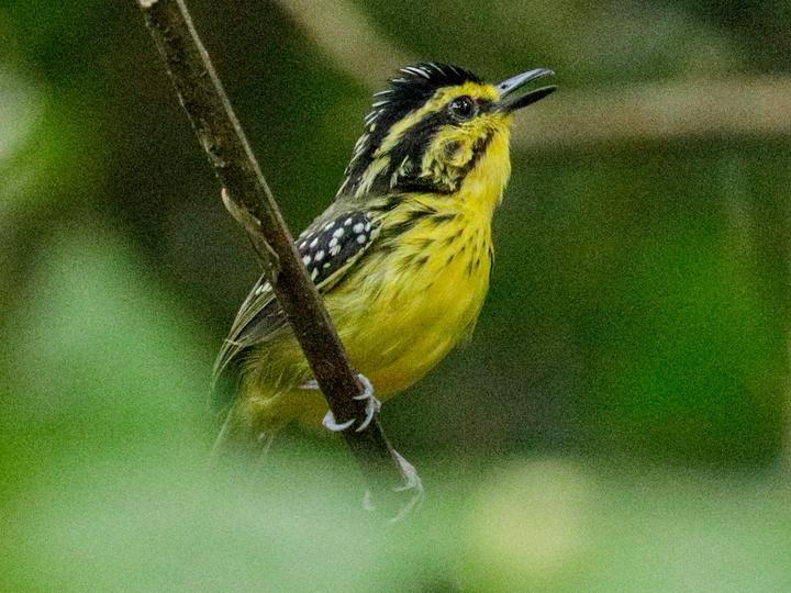 Yellow-browed Antbird