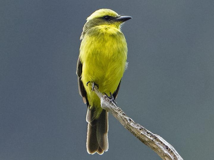 Lemon-browed Flycatcher