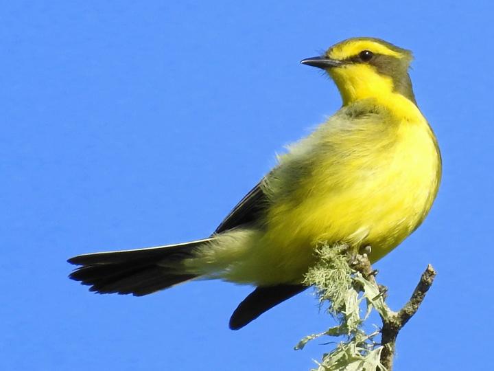 Yellow-browed Tyrant