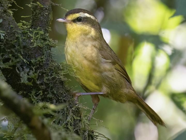 Madagascar Yellowbrow