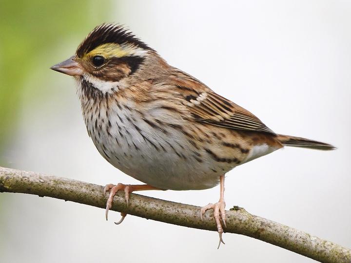 Yellow-browed Bunting