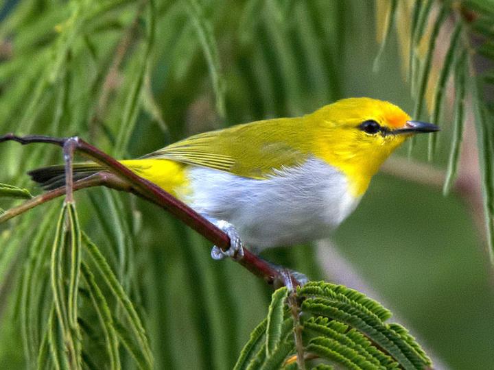 Yellow-spectacled Heleia