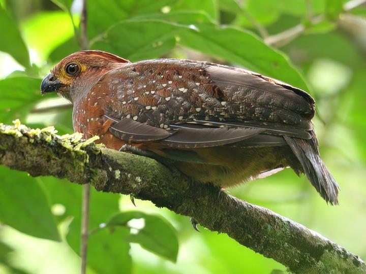 Starred Wood Quail