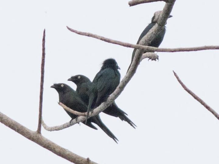 Yellow-eyed Starling