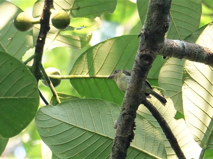 Orange-eyed Flatbill