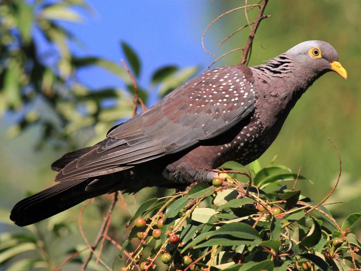 African Olive Pigeon