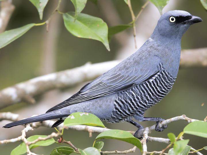 Barred Cuckooshrike