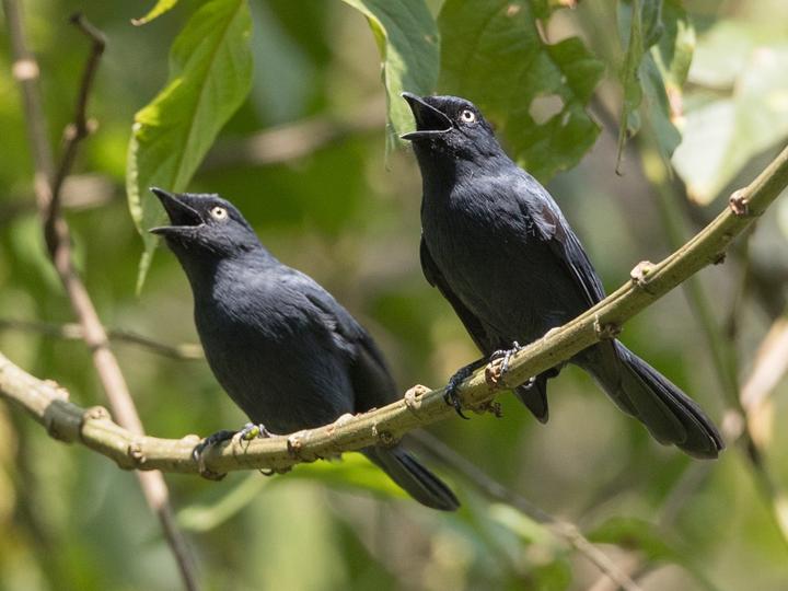 Yellow-eyed Black Flycatcher