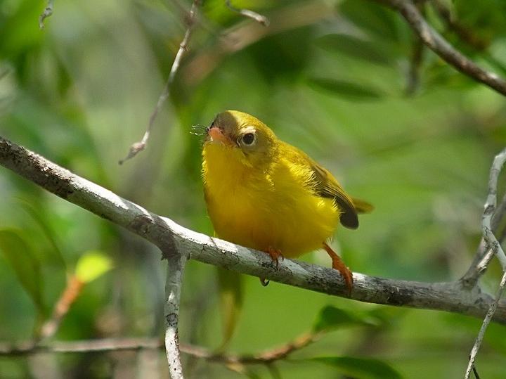 Little Yellow Flycatcher
