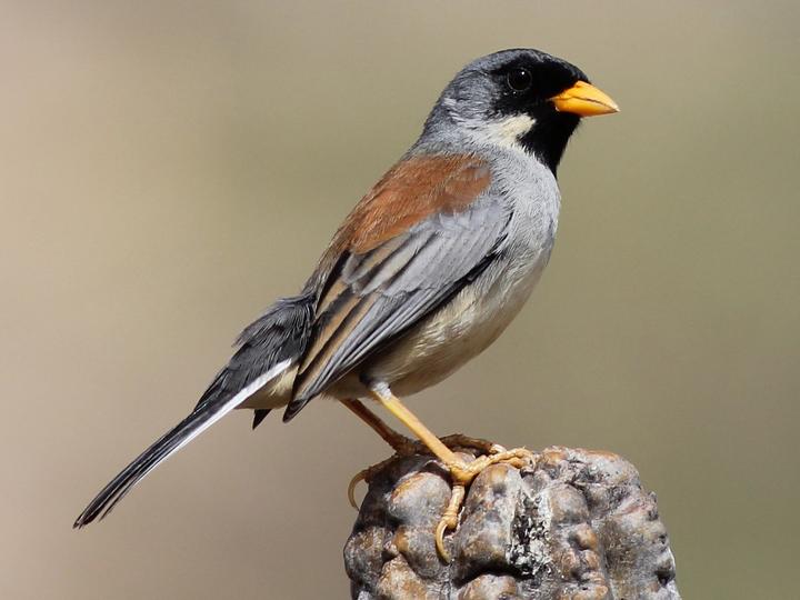 Buff-bridled Inca Finch