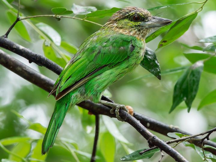 Green-eared Barbet
