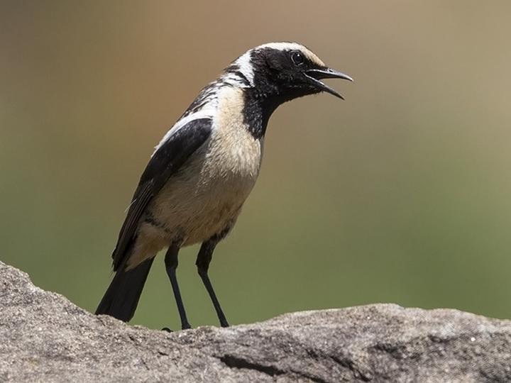 Buff-streaked Chat