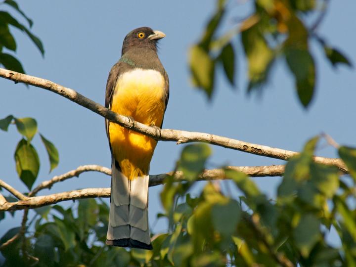 Citreoline Trogon