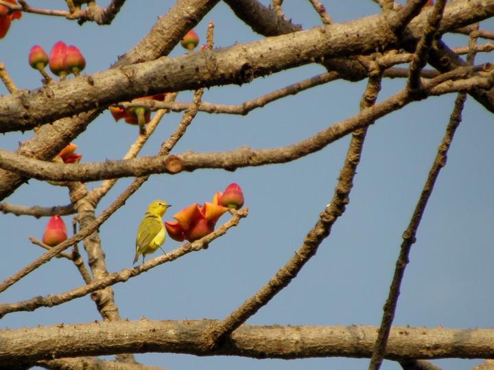 Northern Yellow White-eye