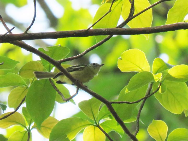 Panama Tyrannulet