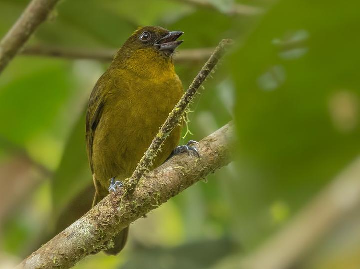 Yellow-green Tanager