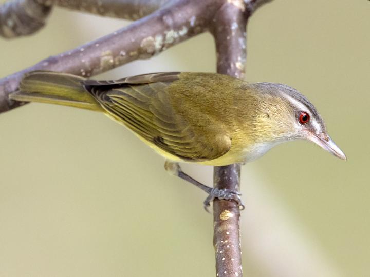 Yellow-green Vireo
