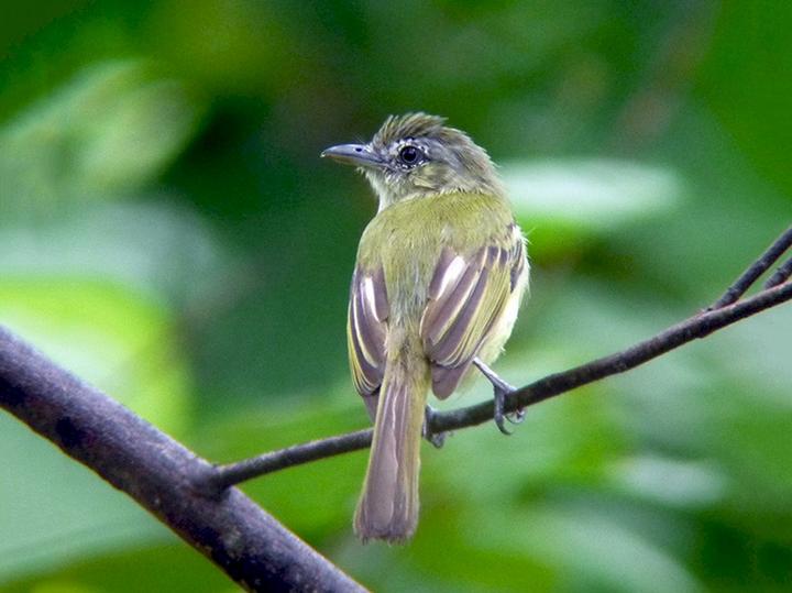 Yellow-olive Flatbill