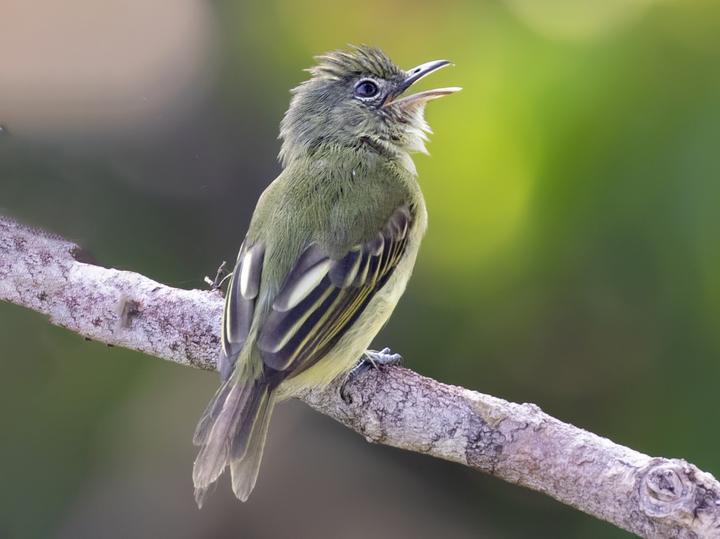 Yellow-margined Flatbill