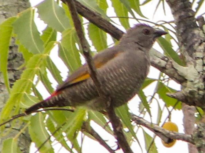 Yellow-winged Pytilia
