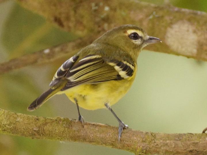Yellow-winged Vireo