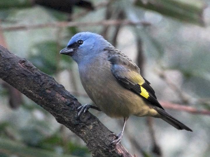 Yellow-winged Tanager