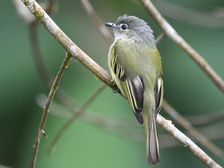 Yellow-winged Flatbill