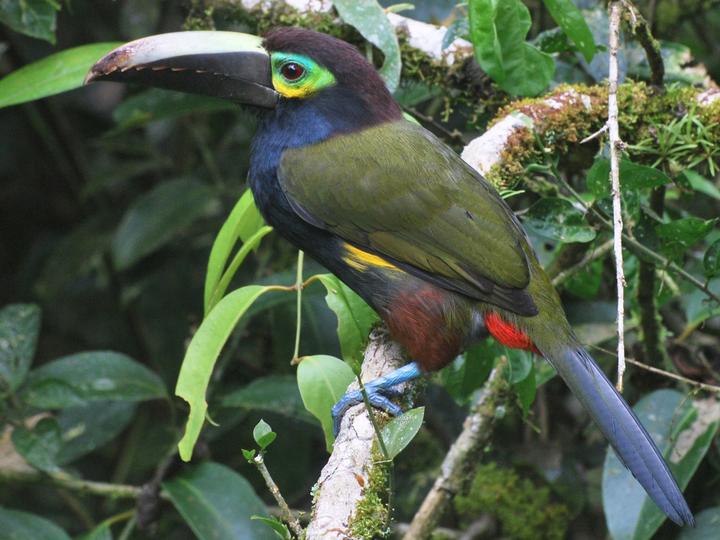 Yellow-eared Toucanet