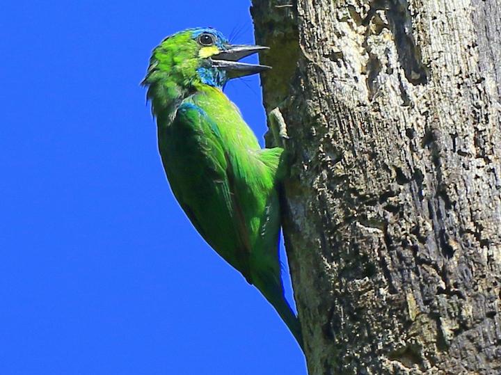 Yellow-eared Barbet