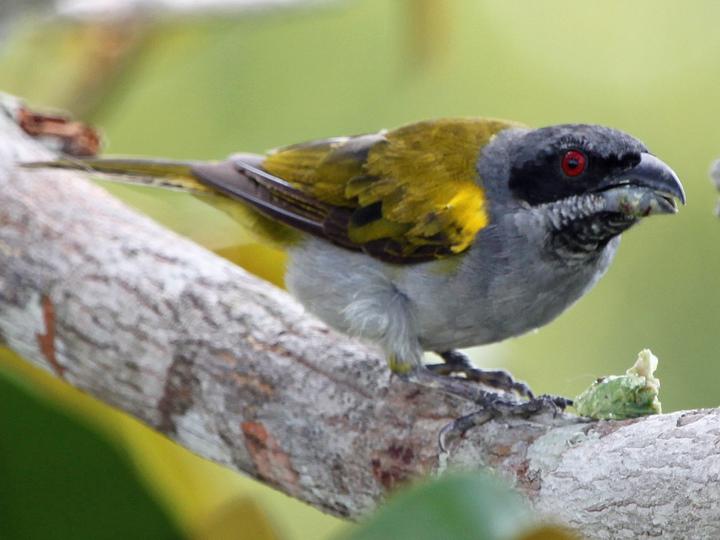Yellow-shouldered Grosbeak