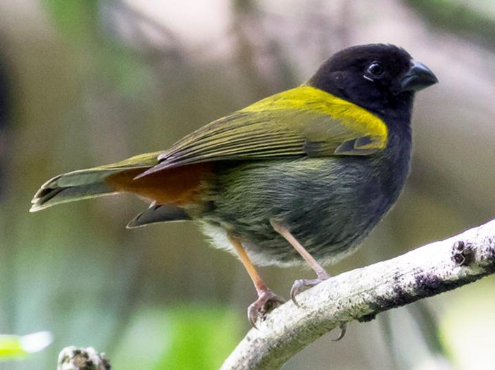 Yellow-shouldered Grassquit