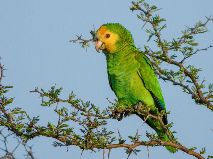 Yellow-shouldered Amazon