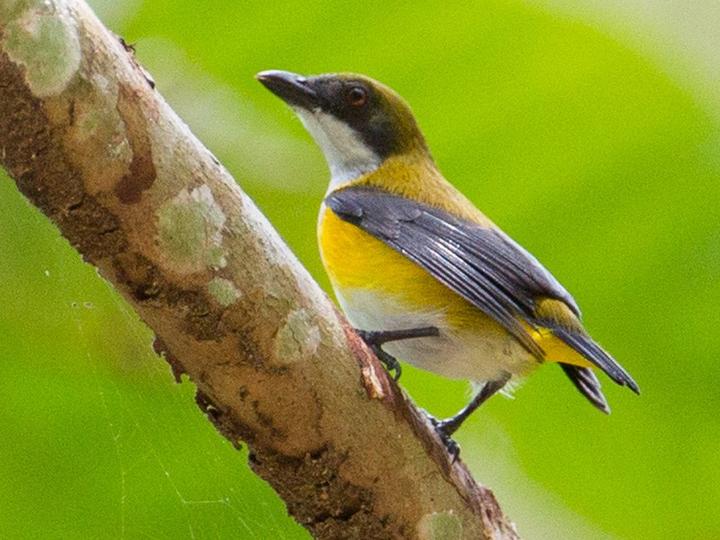 Yellow-sided Flowerpecker