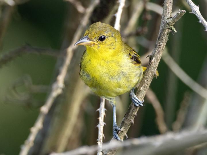 Yellow-backed Tanager