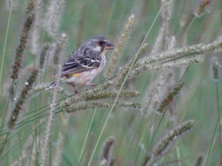 Lemon-breasted Canary