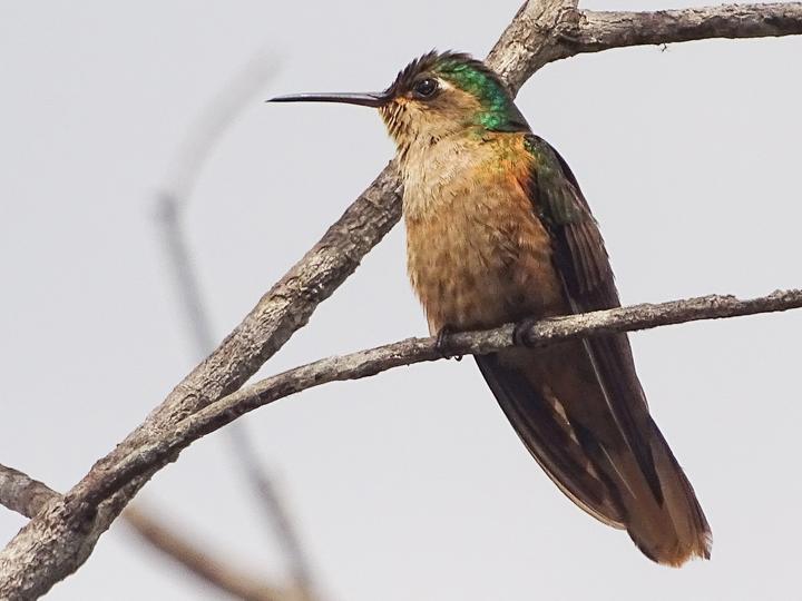 Buff-breasted Sabrewing
