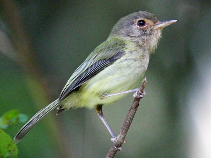 Buff-breasted Tody-Tyrant
