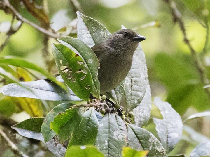 Mid-mountain Berrypecker