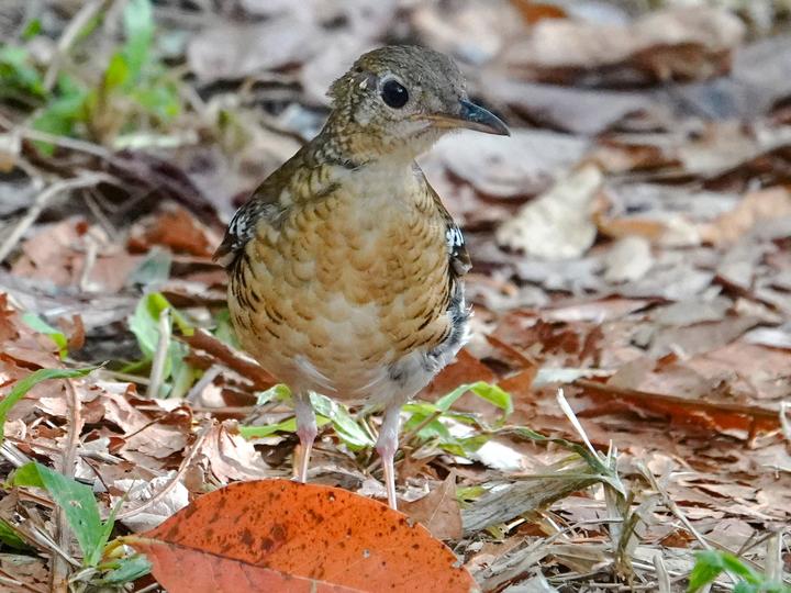 Fawn-breasted Thrush