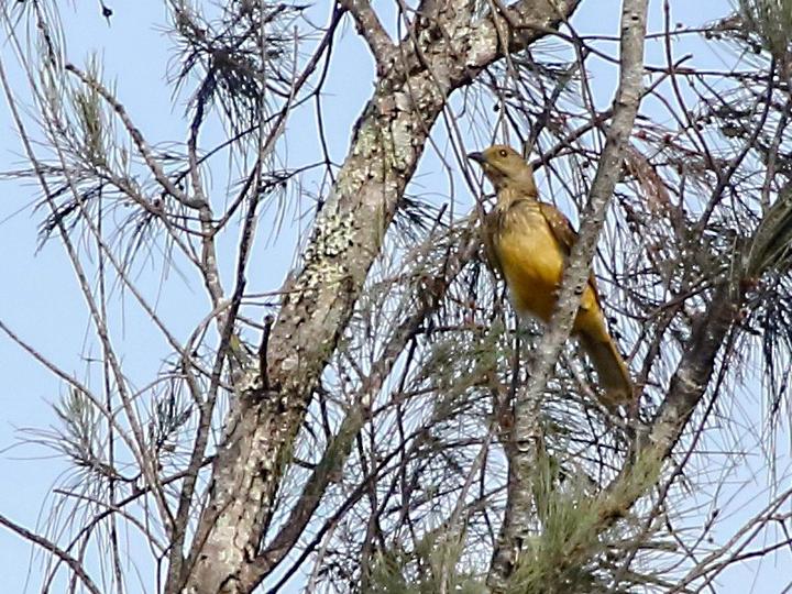 Yellow-breasted Bowerbird