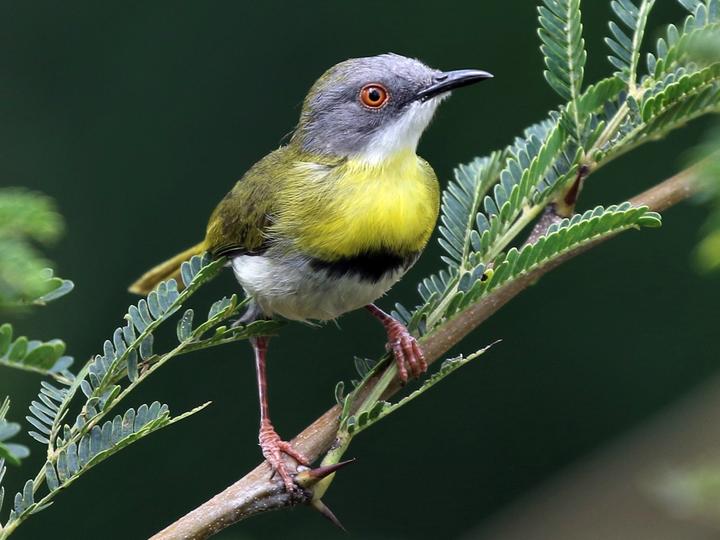 Yellow-breasted Apalis