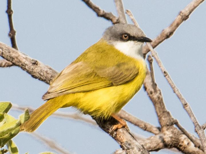 Green-backed Eremomela