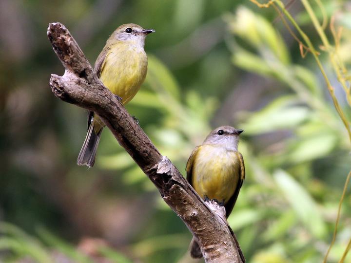 Lemon-bellied Flyrobin