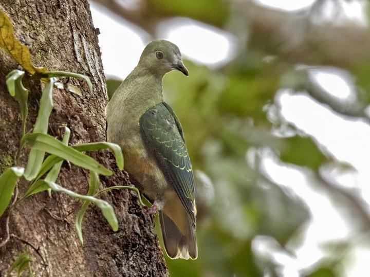 Yellow-bibbed Fruit Dove