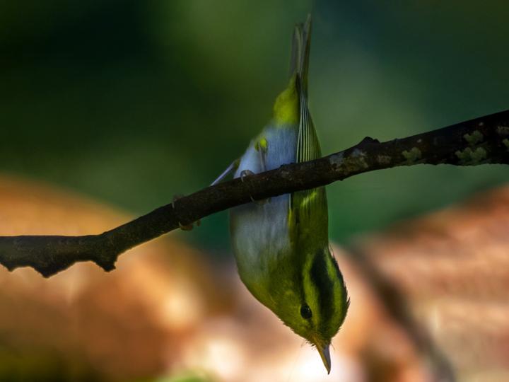 Yellow-vented Warbler